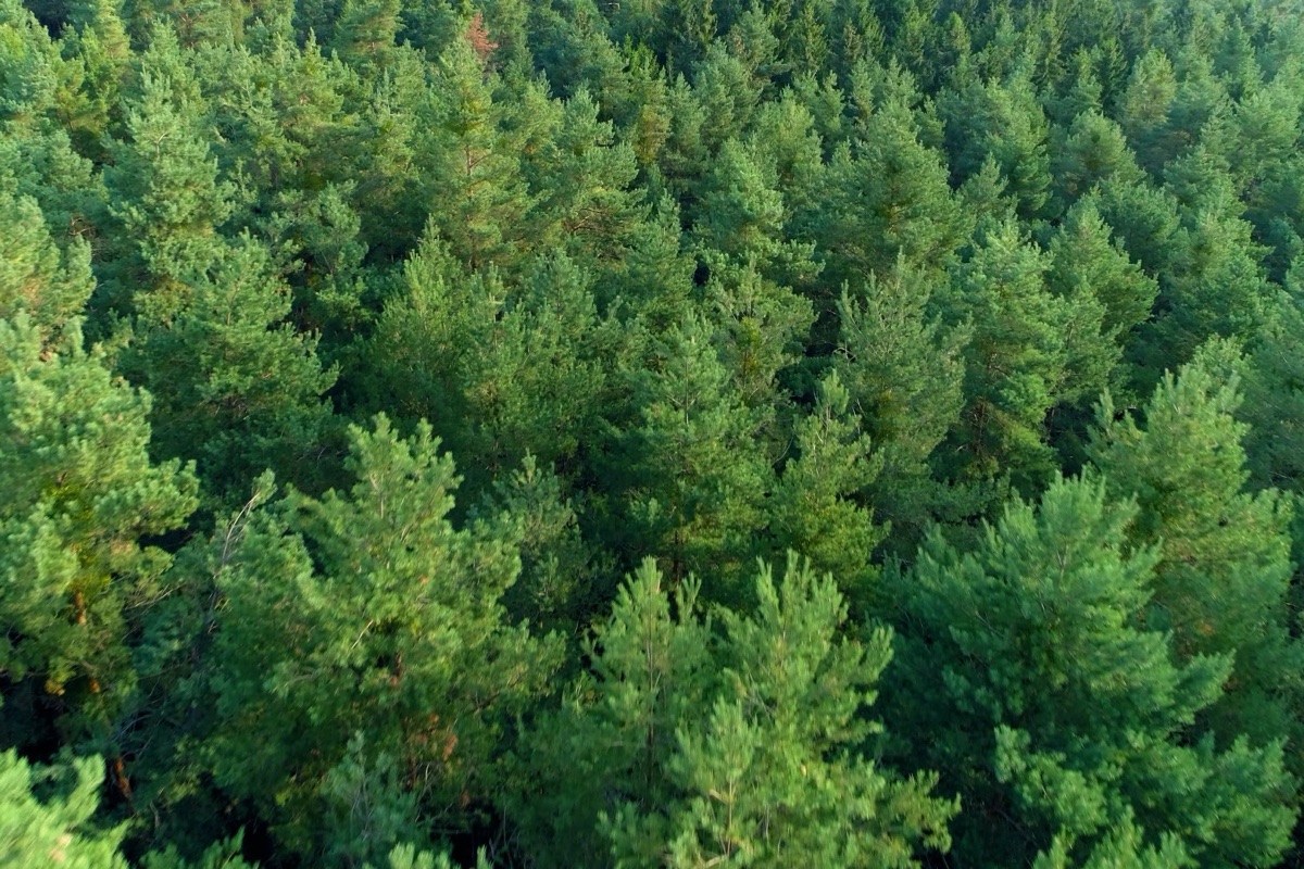 Aerial view across an endless green forest canopy